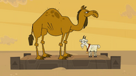 The goat, seen with the camel, in Walk Like An Egyptian - Part 1.