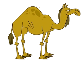 Camel