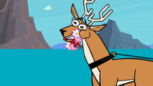 HS - Deer eats lei