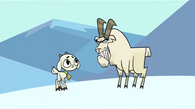 The two mountain goats face-off...