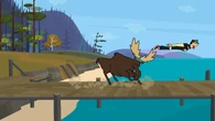 The moose sends Duncan flying to the water.