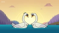 Two swans are seen in love.