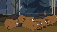 Woolly beavers attack the campers.