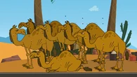 Stinky smelly gross camels.png (990 KB) The camels that the contestants have to ride to next challenge.