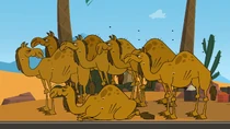 The camels, on which the teams have to ride to get to the restaurant.