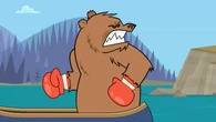The bear is angered when not allowed to duel in the semi-finals.