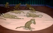 Poor drained monkeys