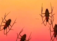 Cockroaches in the spies' villa.