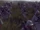 Schutztruppe