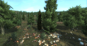 Pombal casualties