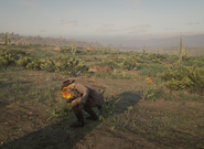 Arizona Kid picking prairie poppy in New Mexico