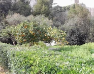 A Sicilian landscape