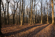 Arden Woods