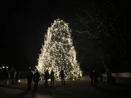 A Christmas tree on Duke of Gloucester Street, 6 December 2025