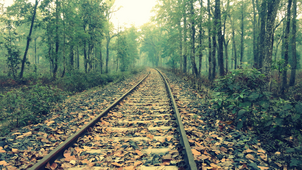 Tracks to Elephant Reservation, Assam Dooars