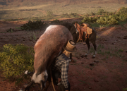 Arizona picking up the Baja California pronghorn buck