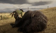Arizona skinning a buffalo.png (4.9 MB) Arizona skinning a buffalo