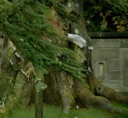 Groby Great Tree, before destruction