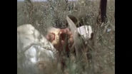 Custer Documentary 9-56 screenshot.png (1.76 MB)