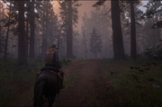 Tall Trees