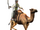 Camel Nomads