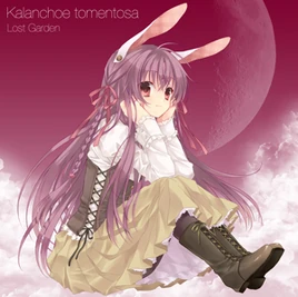 Kalanchoe tomentosa Cover