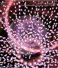 Imperishable Night: Stage 6A Spell Cards | Touhou Wiki | Fandom