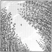 PMiSSFlorestadeBambu