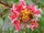 Enjoyear/A new variety of crape myrtle has been named Reimu