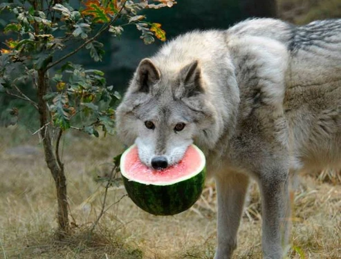 Funny-fox-picked-watermelon-with-mouth