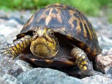 Eastern-box-turtle