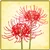 Item-RedSpiderLily