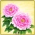 Item-WinterPeony