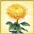 Item-Chrysanthemum