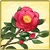 Item-Camellia