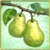 Item-EuropeanPear