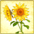 Item-Sunflower