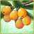 Item-Loquat