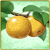 Item-Pear