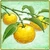 Item-Yuzu