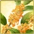 Item-Osmanthus