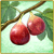 Item-Fig