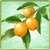 Item-Kumquat