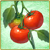 Item-Tomato