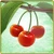 Item-Cherry