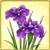 Item-JapaneseIris