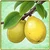 Item-Quince