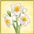 Item-Daffodil