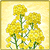 Item-RapeseedFlower