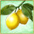 Item-Lemon